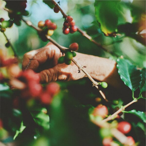 premium liqueur No.01 "Coffee"